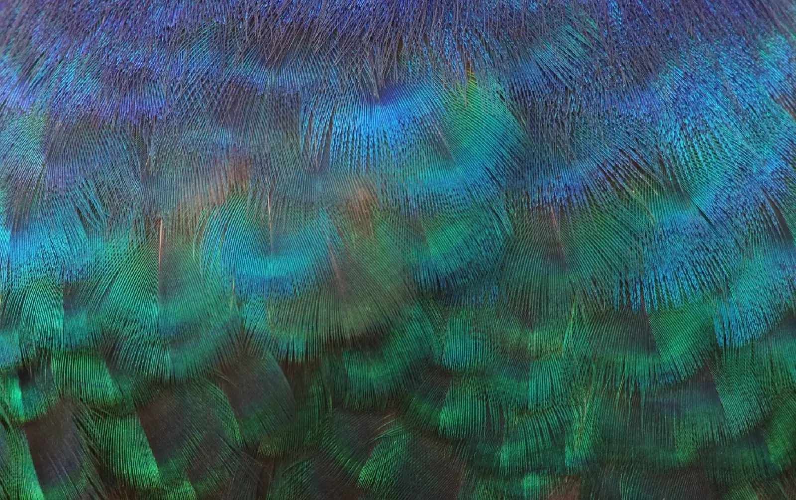 Pekapfau Hintergrund